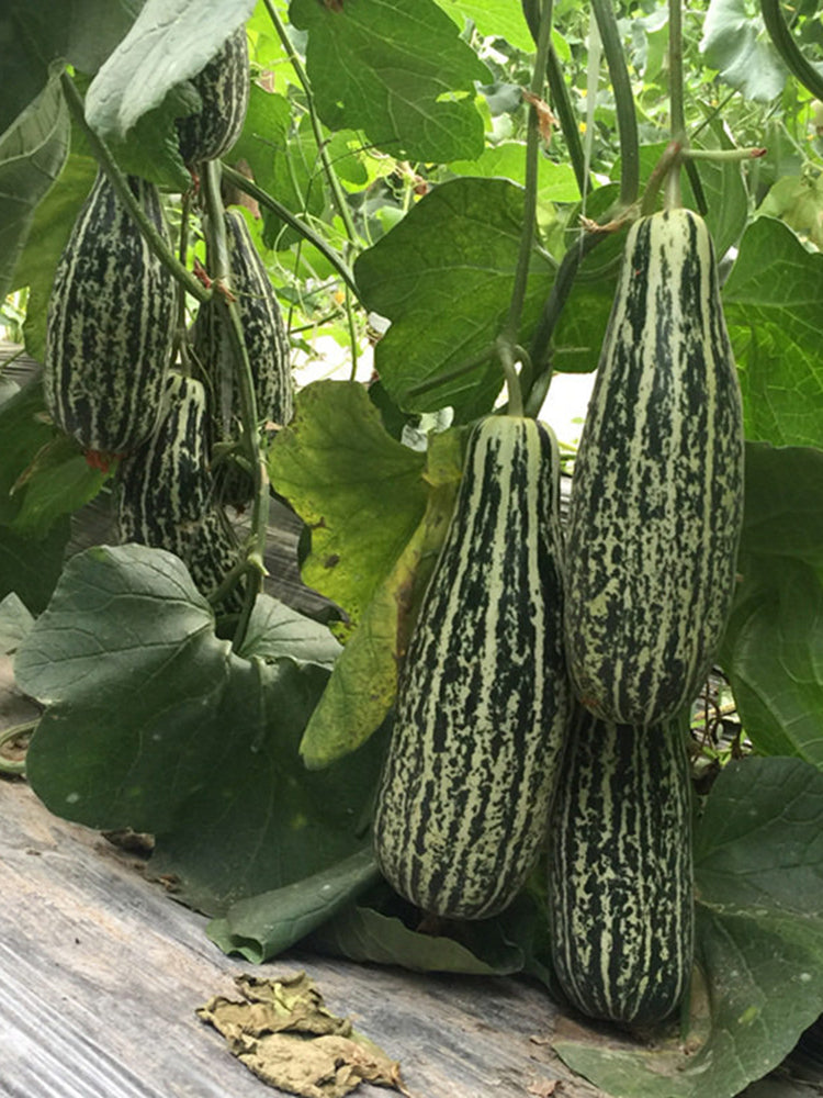 Golden Honey Crisp Melon