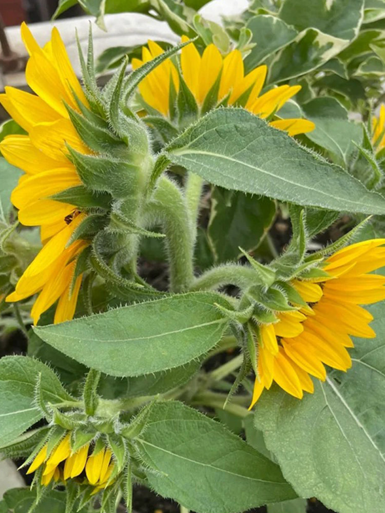 'Smiling Face' Ornamental Sunflower