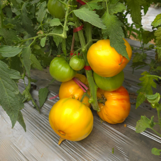 726 Marbury Pineapple Tomato