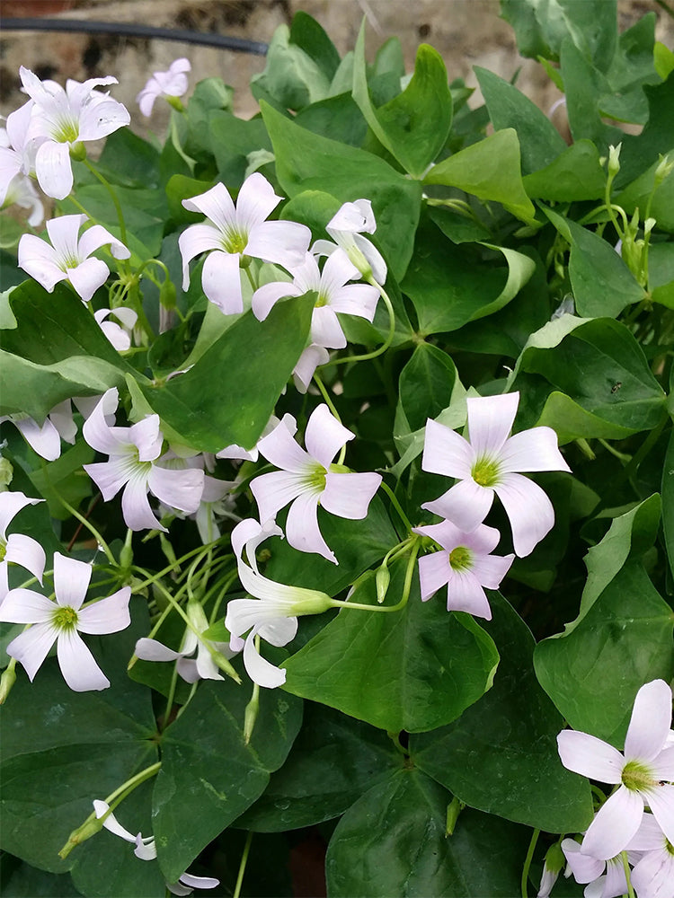 Oxalis triangularis Green
