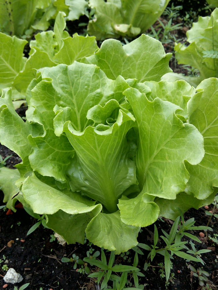 Italian Lettuce