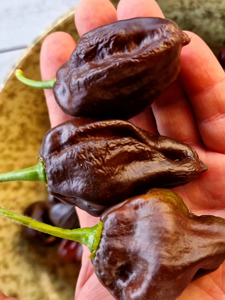 Chocolate Habanero