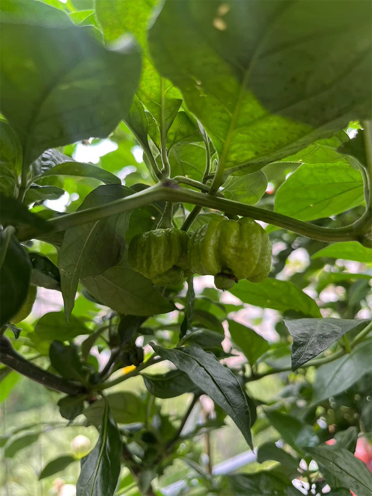 Dragon's Breath Pepper