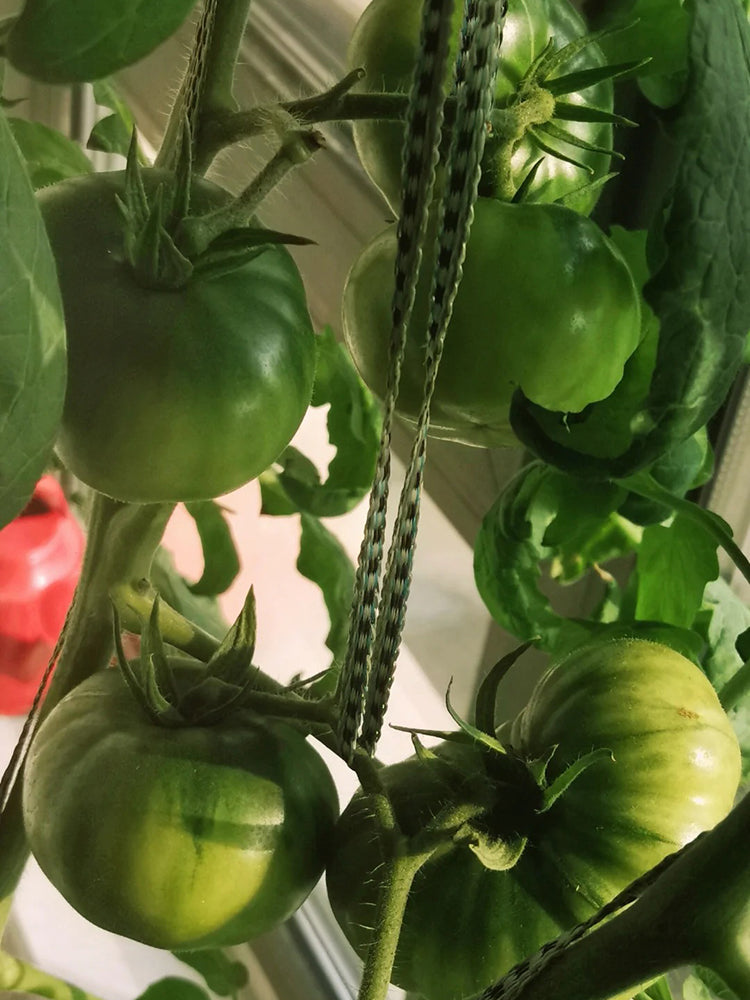 Cherokee Green Tomato