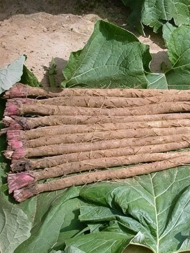 Longzhong Burdock