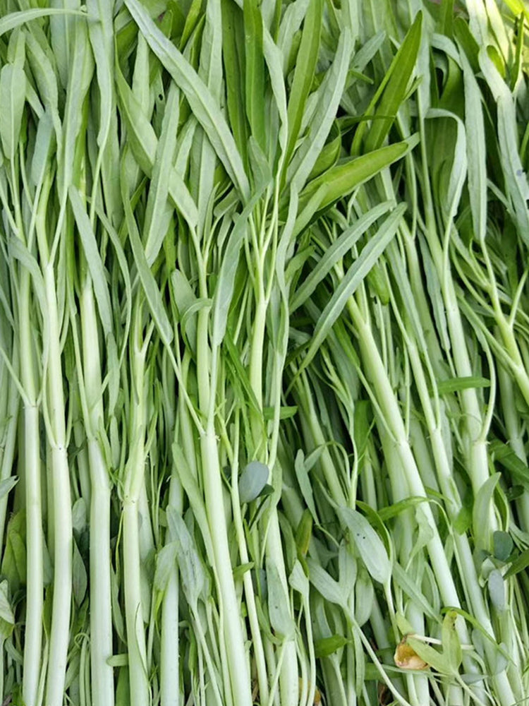 'JieMei' White-Stemmed Water Spinach