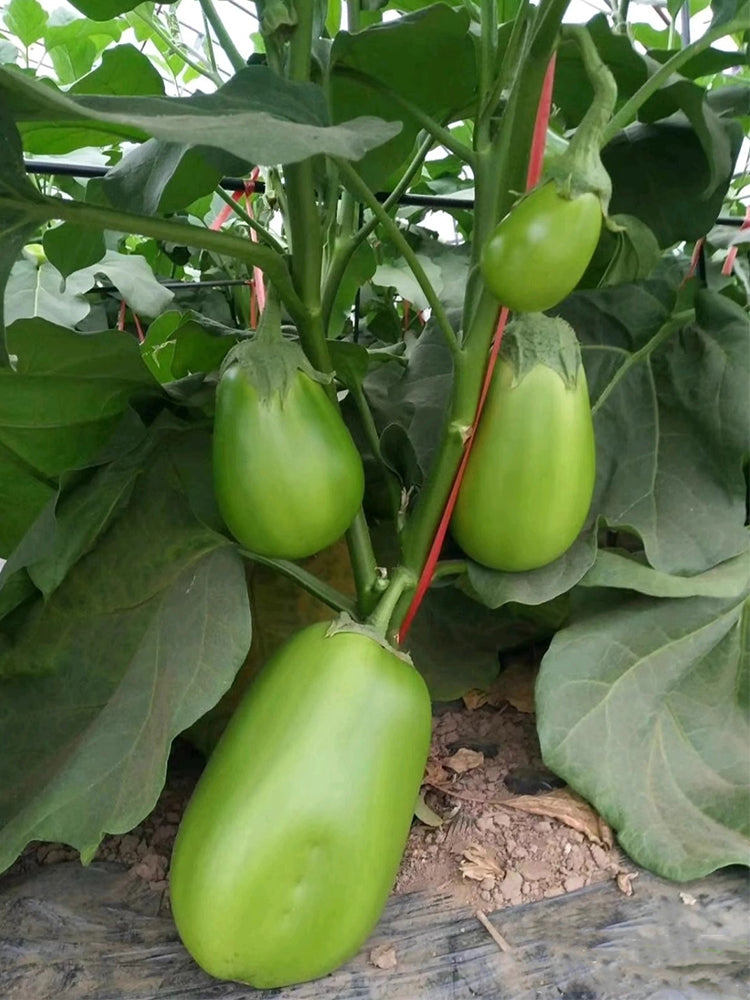 'Green Crown' F1 Eggplant