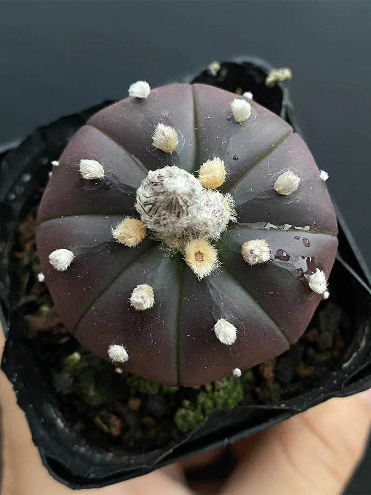 Astrophytum asterias 'Purple Skin'