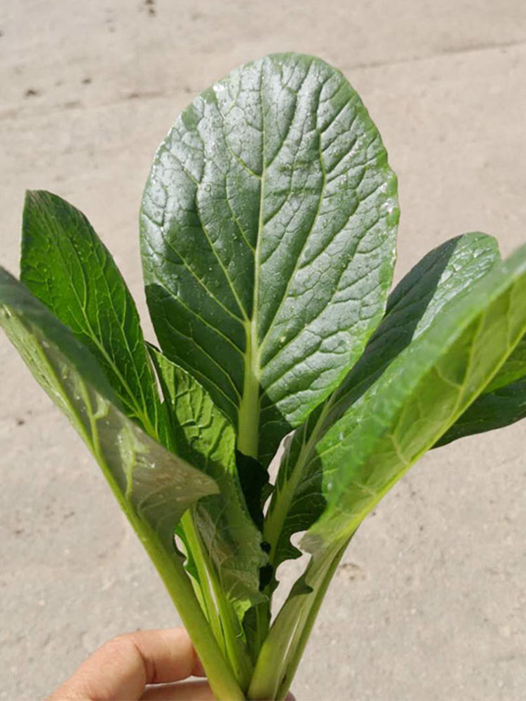 'Jiaoyan' Small Pak Choi