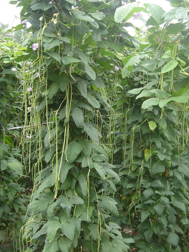 Ningjiang No.3 Yardlong Beans