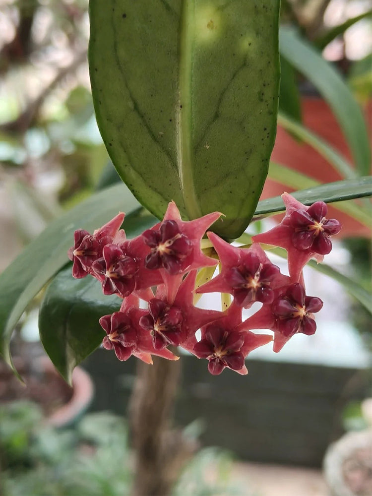 Hoya lobbii Unrooted Stem Cuttings