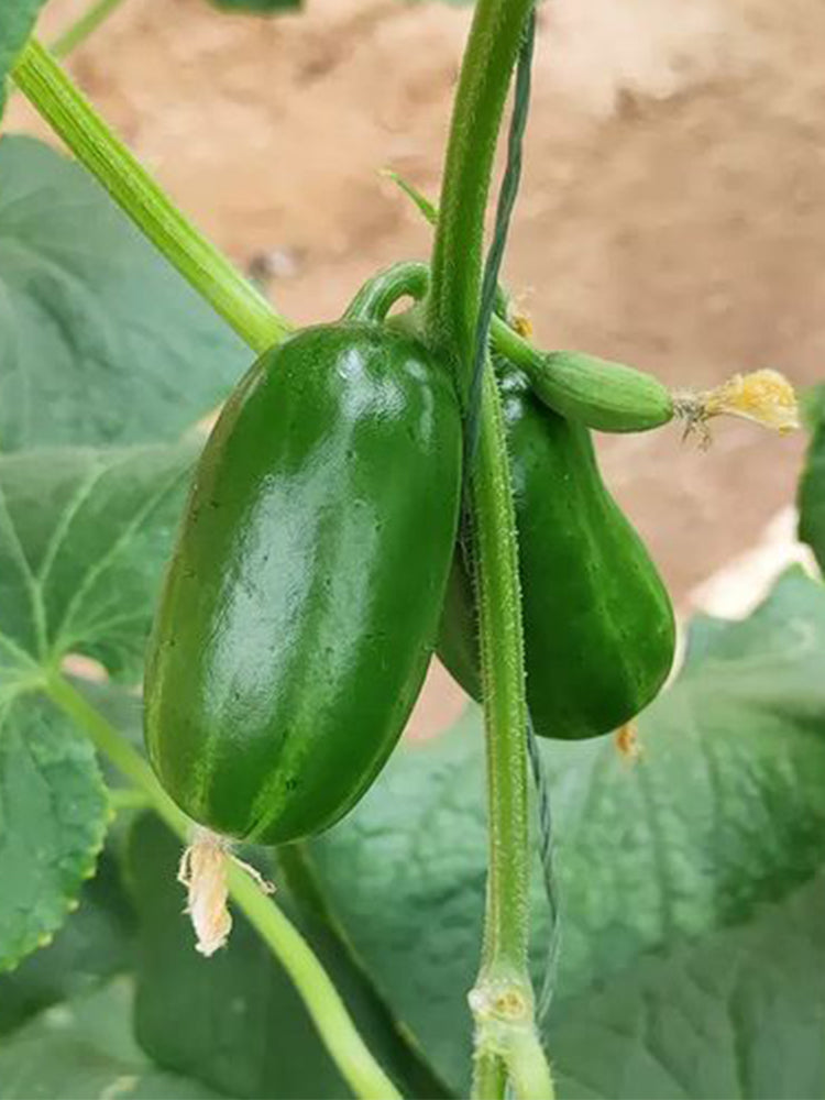 'Golden Boy' Cucumber F1