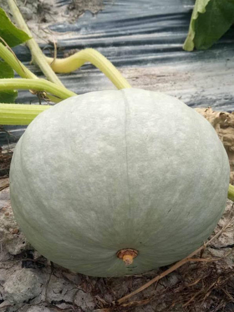 Silver Chestnut Pumpkin