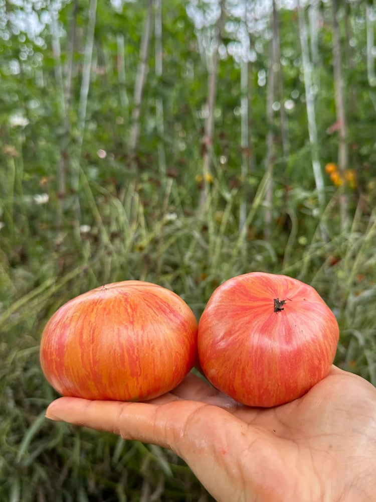 'Vintage Wine' Tomato