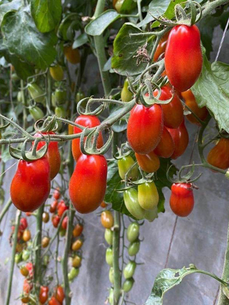 'Royal Pearl Peanut' Tomato