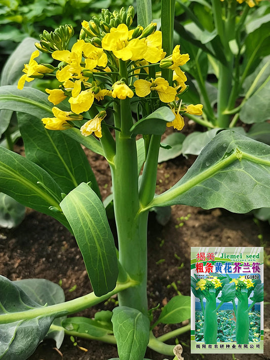 'Jiemei Thick Stem' Chinese Kale