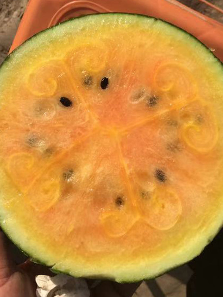 Rainbow No.1 Watermelon