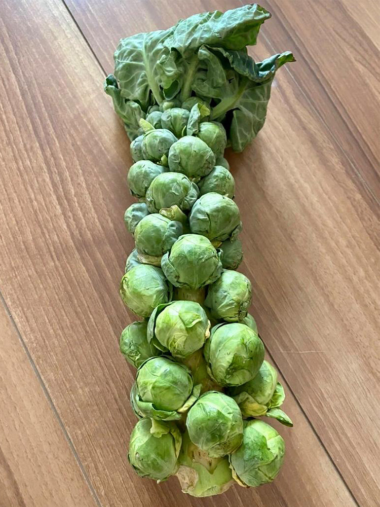 Brussels Sprouts
