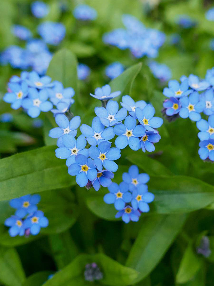 Blue Alpine Forget-Me-Not