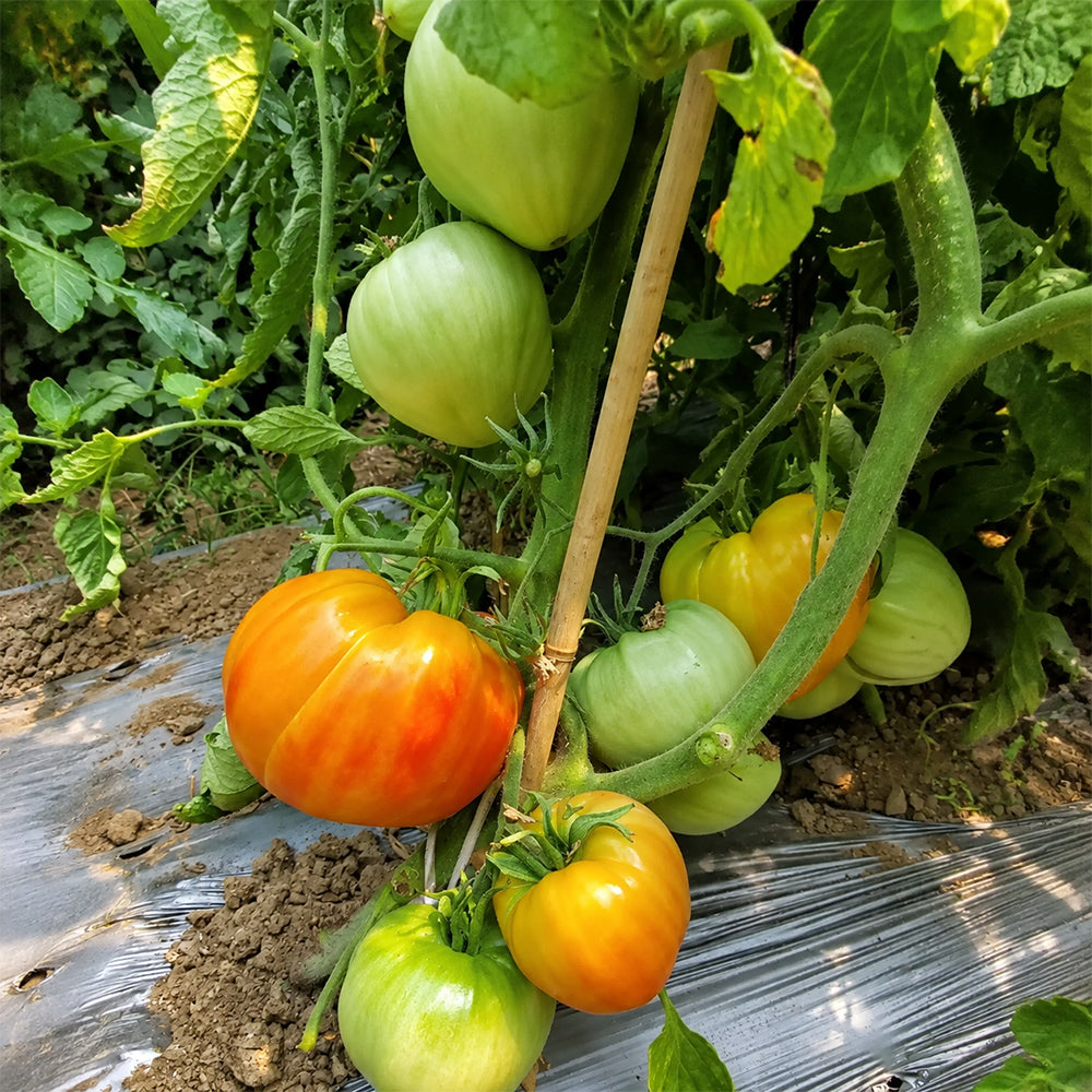 678 Royal Heart Tomato