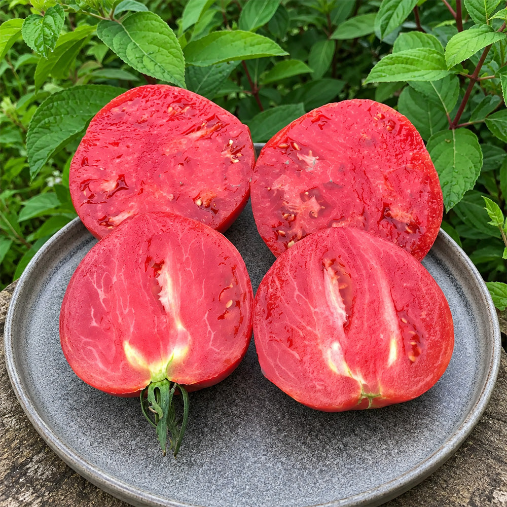 416 Cœur Rose Strié de Pessac Tomato