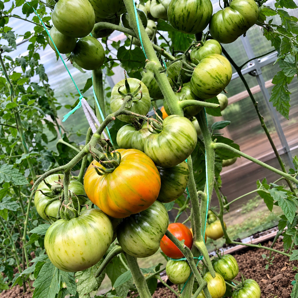 212 Dean's Brad Gates Dwarf Tomato