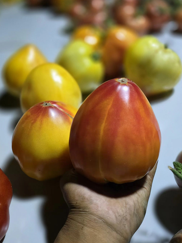 782 Bi-Color Stretch Oxheart Tomato