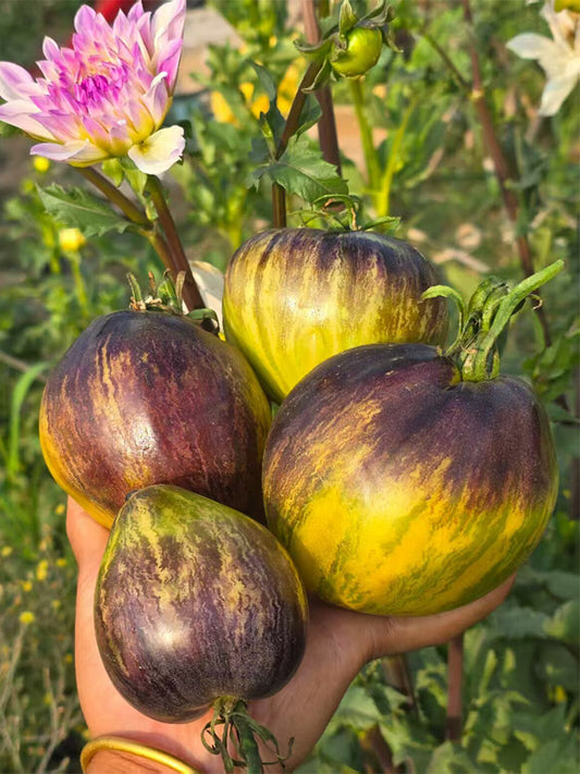 1000 Fiery Green Comet F6 Tomato