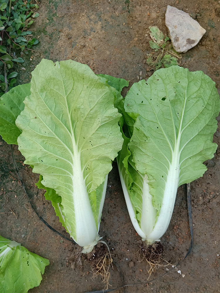 'Jinmei 516' Fast-growing Bok Choy