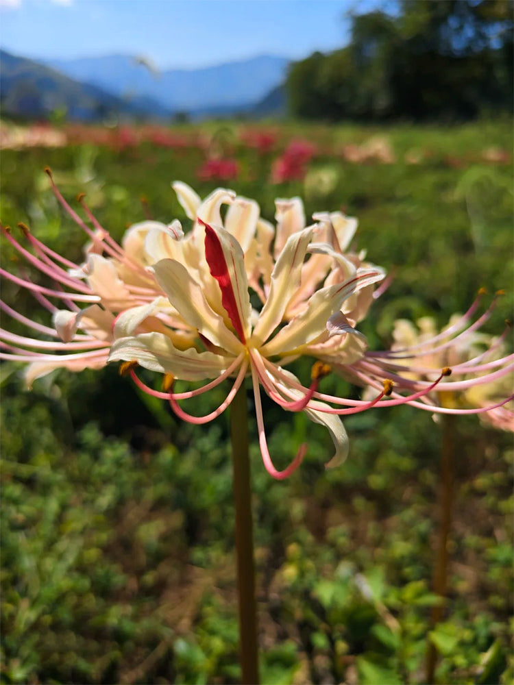 Lycoris squamigera 'White Chunxiao'