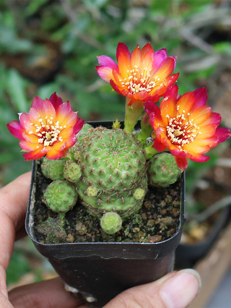 Aylostera 'Karel' Cactus