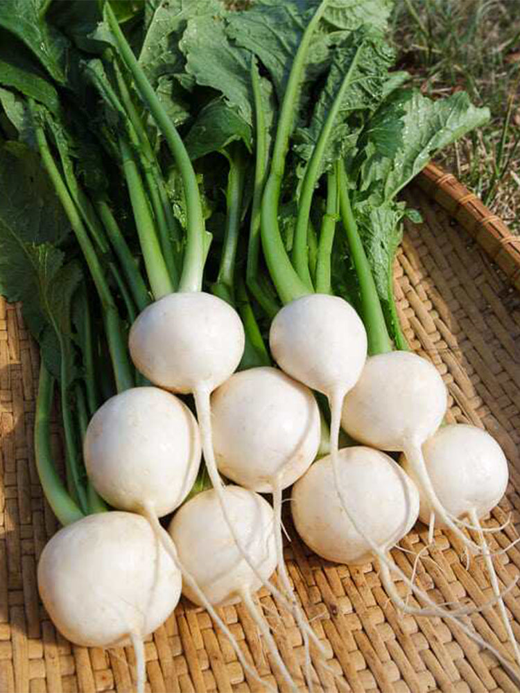 Xiatong No.2 F1 Turnip