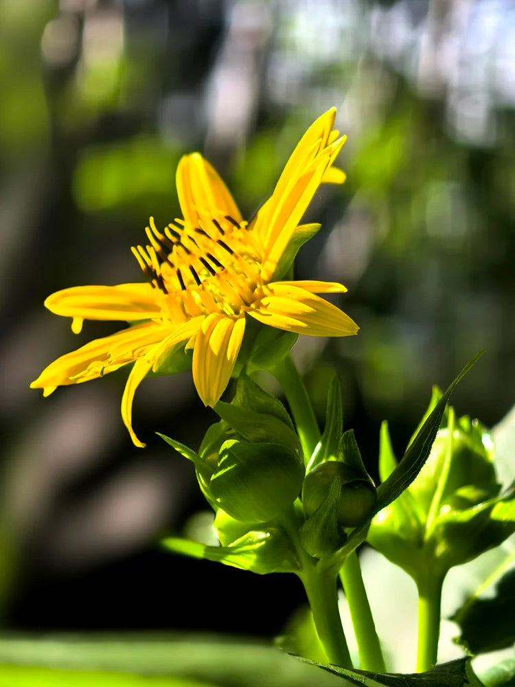 Cup Plant