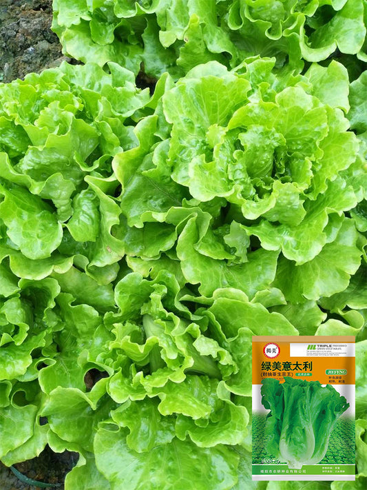'Lvmei' Italian Leaf Lettuce