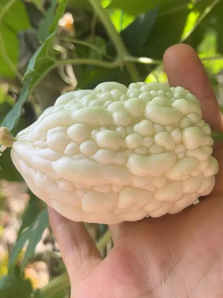Apple Bitter Gourd