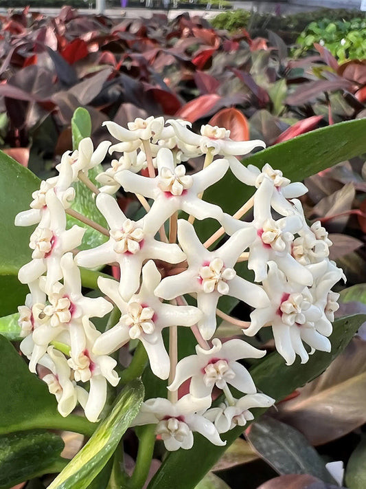 Hoya australis Unrooted Stem Cuttings