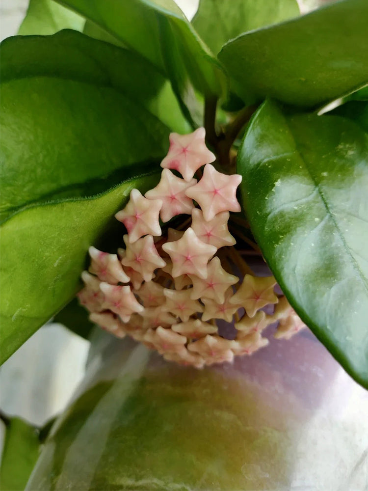 Hoya Jianfenglingensis Unrooted Stem Cuttings