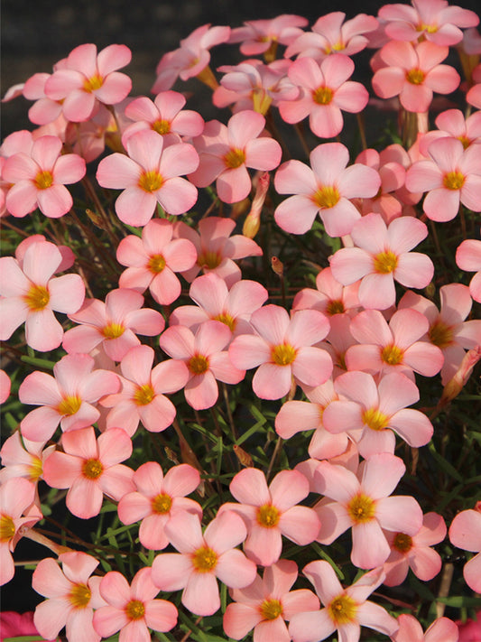 Oxalis obtusa Series Bulb - 'Prominence'