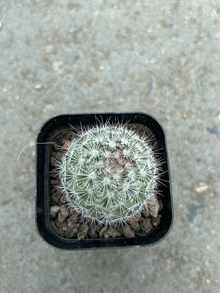 Mammillaria albicans