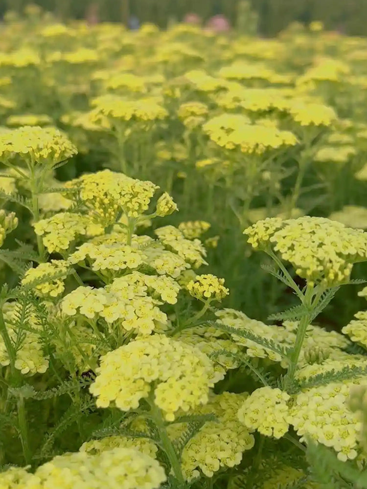 Yarrow, Yellow