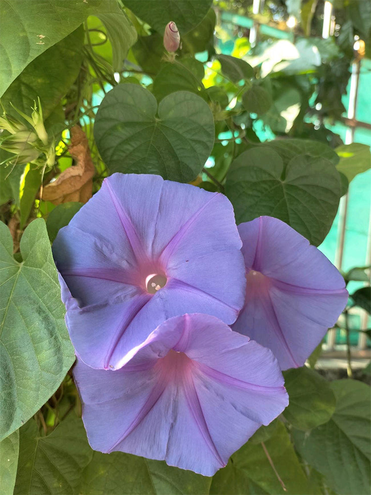Hezhichun Morning Glory