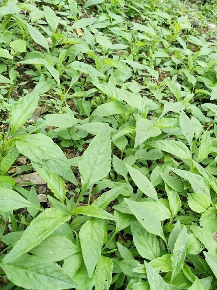 Willow-Leaf Amaranth