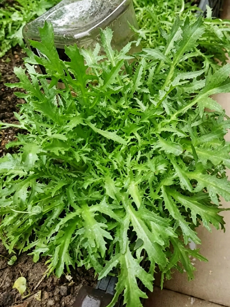 Curly Endive