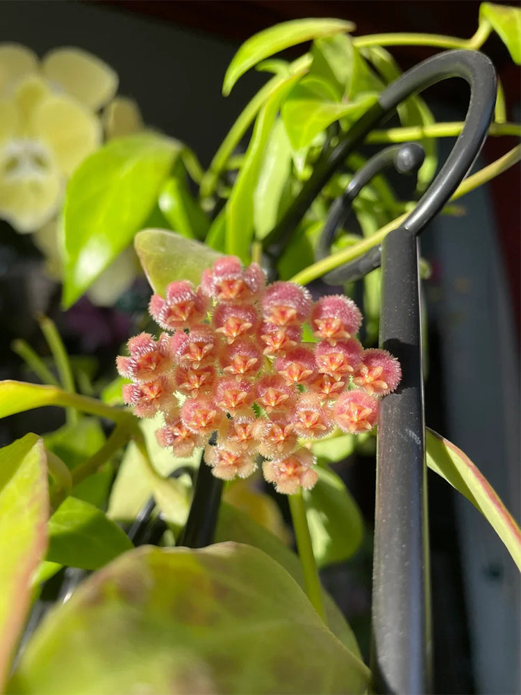 Hoya rosarioae Unrooted Stem Cuttings