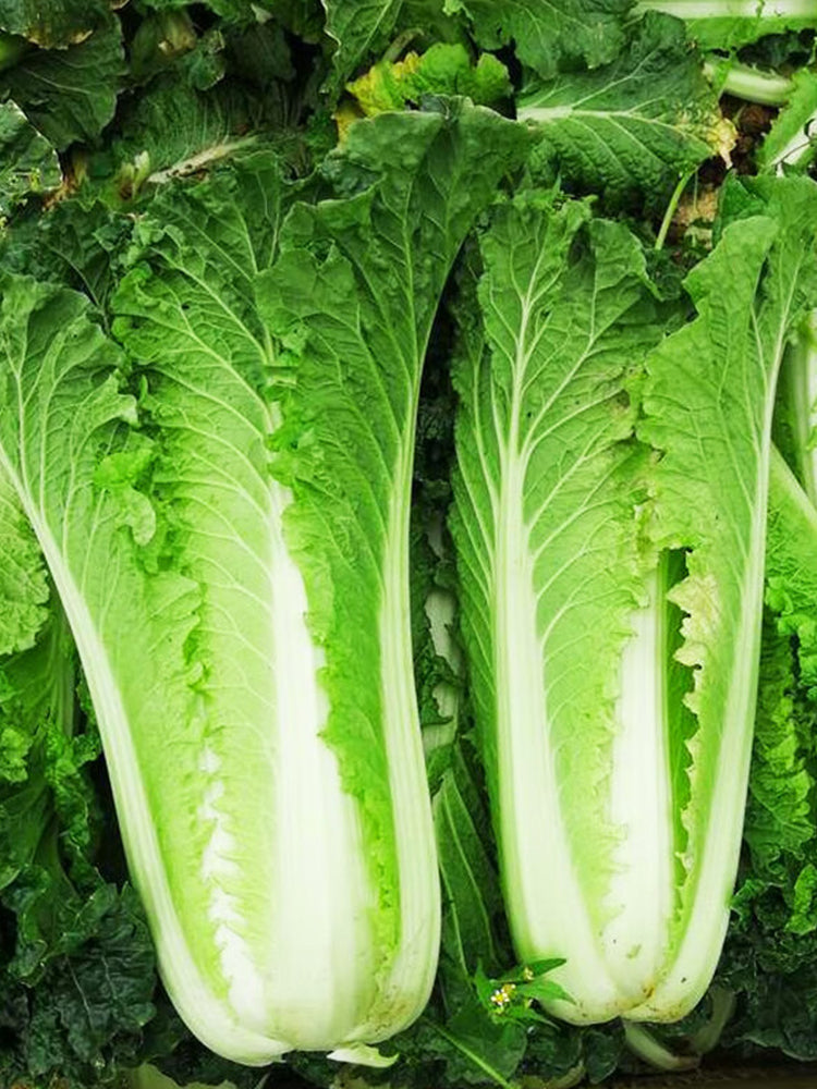 Tianjin Qingmaye Chinese Cabbage