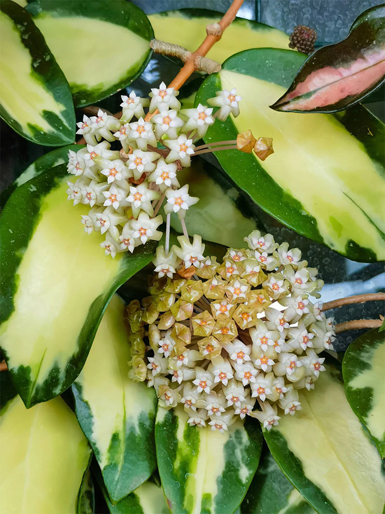 Hoya parasitica 'Variegated In' Unrooted Stem Cuttings