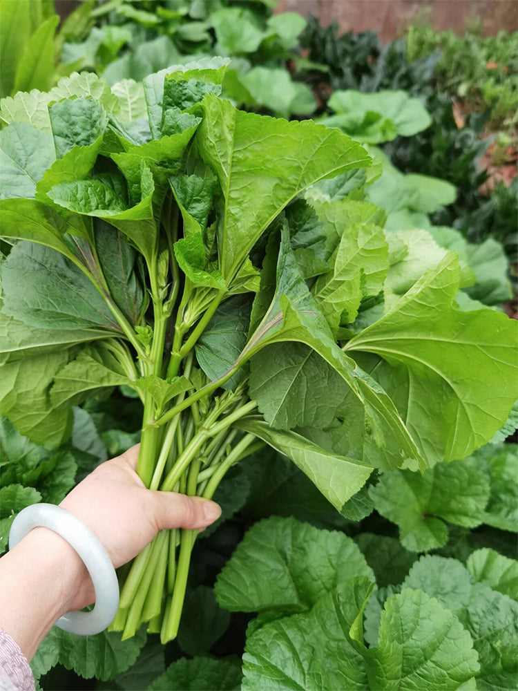 Chinese Mallow