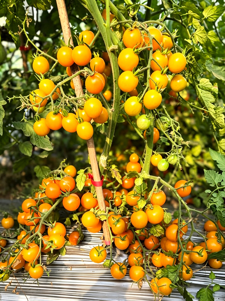 871 Dutch Orange Beer Tomato