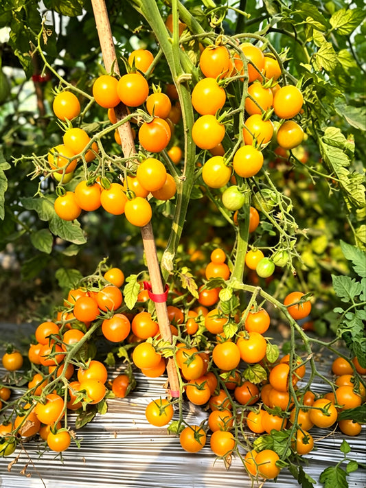871 Dutch Orange Beer Tomato