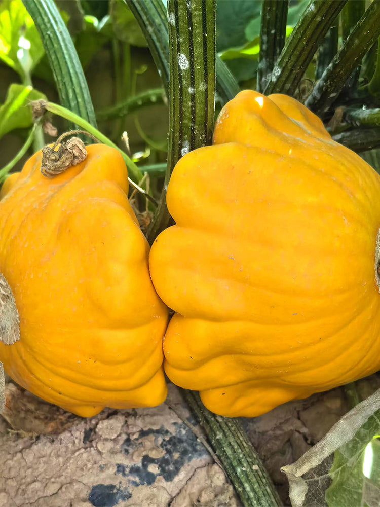 Yellow Patty Pan Squash